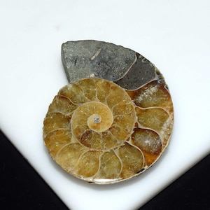 Conchiglia fossile di ammonite, pietra preziosa fossile di ammonite naturale, fossile di ammonite, esemplare di ammonite 92,00 ct