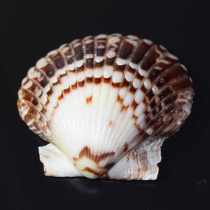 Natuurlijke sint-jakobsschelp | Bruin-witte schaal voor knutselen, sieraden maken, stranddecoratie | Oceaanzeeschelpexemplaar