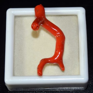 Natürliche italienische rote Koralle polierter Korallenstab-Edelstein, roher Korallenstock, rohe Korallenbaum-Zweige, die Anhänger bilden, Korallenschmuck 18.80 Cts