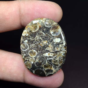 49,55 ct. Turritella fossiele ovale cabochon, 100% natuurlijke turritella-agaat losse edelsteen, fossiele hanger, helende edelsteen, turritella-agaat