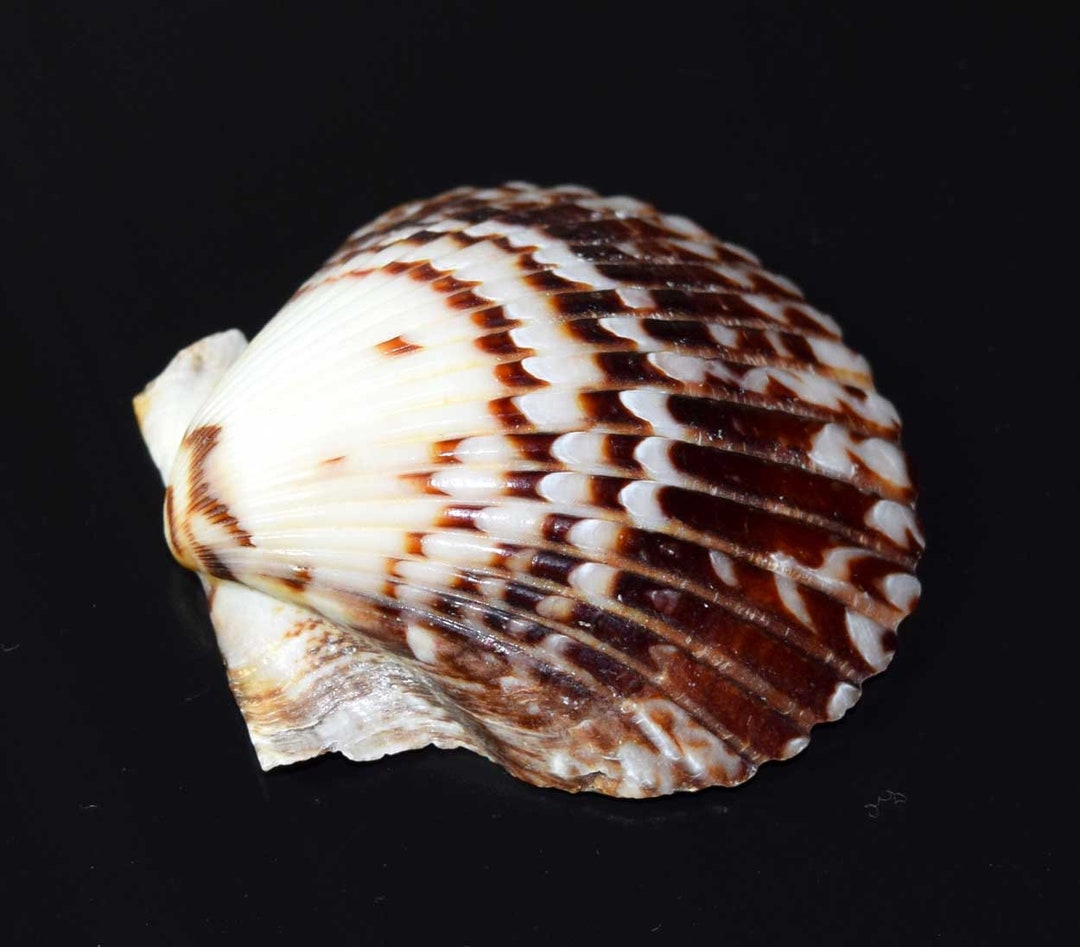 Natural Calico Scallop Sea Shell: Beach Decor, Craft Supply - Etsy