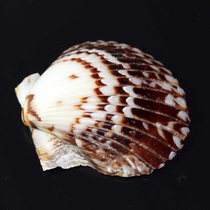 Peut inclure: Coquillage blanc et marron avec un motif en éventail. La coquille présente une texture lisse et brillante, avec des marques brunes créant un effet rayé. L'objet naturel est mis en valeur sur un fond noir.