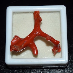 Natürliche italienische rote Koralle polierter Korallenstab-Edelstein, roher Korallenstock, rohe Korallenbaum-Zweige, die Anhänger bilden, Korallenschmuck 22.85 Cts