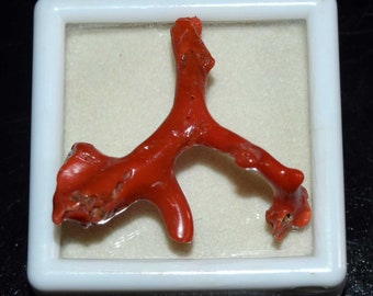 Natural Italian Red Coral Stick Polished Gemstone Pendant 22.80 Cts