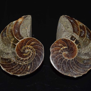 Coppia di fossili di ammonite naturale, conchiglia di fossile di ammonite, pietra preziosa di fossile di ammonite naturale, esemplare di ammonite da 247,15 ct