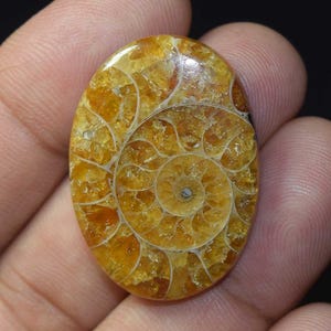 Ammonite fossile, cabochon d'ammonite fossile 100 % naturelle, rare fossile d'ammonite, spécimen d'ammonite, ammonite fossile naturelle polie 47,60 cts