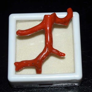 Natürliche italienische rote Koralle polierter Korallenstab-Edelstein, roher Korallenstock, rohe Korallenbaum-Zweige, die Anhänger bilden, Korallenschmuck 20.00 Cts