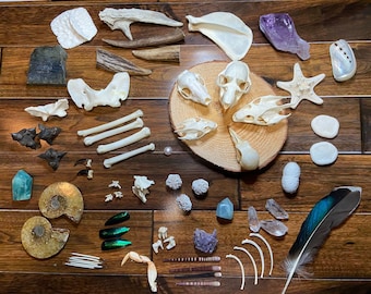 Oddity Mystery Box Egg 3 Sizes, Curiosity Collection, Vulture Culture Surprise