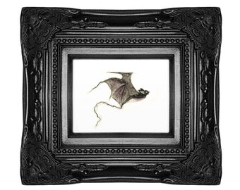 Vampire Bat Print | Vampire Art | Bat art | Vampire bat painting | Bat design | Gothic print | Macabre art | Vampire bat poster | Morvenna