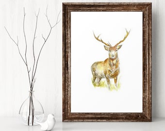 Highland Stag Watercolor Print | Scottish Art, Signed