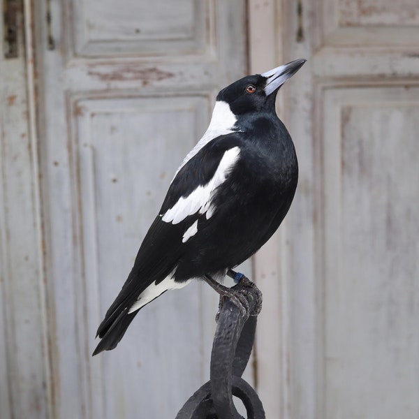 Véritable pie australienne taxidermisée professionnelle sur socle en marbre design | oiseau en peluche monté | art de la taxidermie | Opgezette Vogel