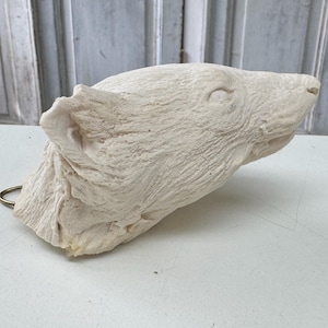 Op de afbeelding: Een crèmekleurige, gebeeldhouwde berenkop met een textuur. De kop van de beer is schuin, met het oor, oog en snuit zichtbaar. Een metalen ring is bevestigd aan de achterkant van de kop. De sculptuur is waarschijnlijk gemaakt van gips of een vergelijkbaar materiaal.