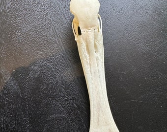 Véritable squelette de spatule africaine / os de squelette d'oiseau vrai bec - taxidermie