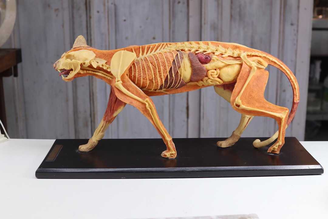 Vintage Cat Anatomy Model / Mammal Skeleton Bones Biology Taxidermy ...