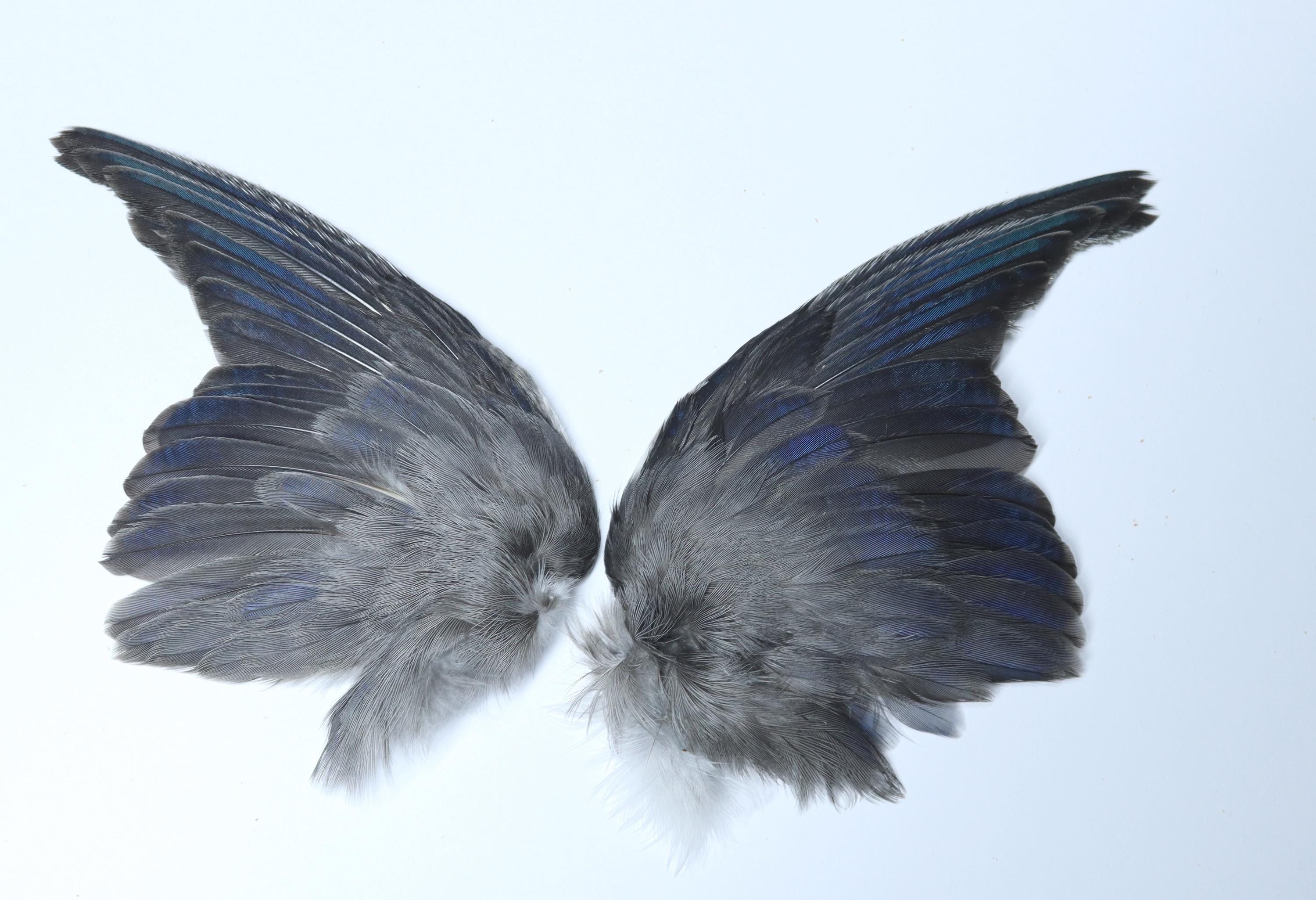 ミミズク　剥製　美品 剥製＆珍品 - Etsy 日本