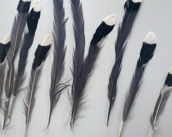 echte roodsnavelekster staartveren / taxidermie / opgezette / tropische vogel /