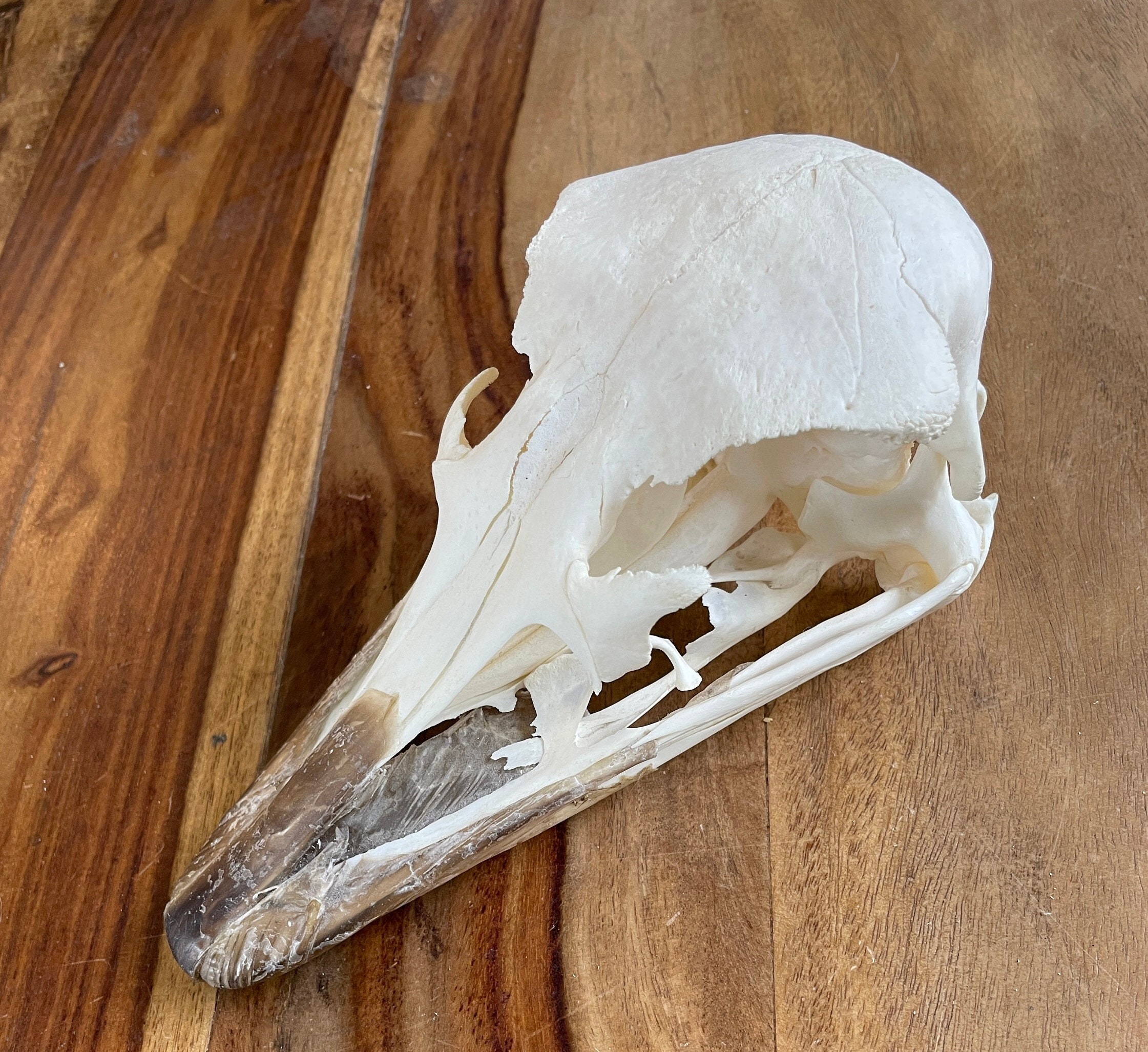 特大！ ダチョウ Ostrich の頭骨