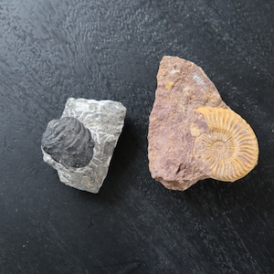 May include: Two fossilized specimens on a black background. One is a gray trilobite embedded in a light gray rock. The other is a yellow ammonite embedded in a reddish-brown rock.