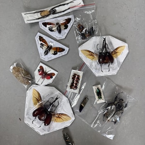 May include: A collection of preserved insects, including butterflies and beetles, displayed on white paper and in small plastic bags. The insects vary in size and color, with some having intricate wing patterns.