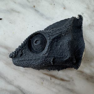 Op de afbeelding: Een gedetailleerde, zwarte kameleonschedel, met de oogkas, de getextureerde huid en de kenmerkende kopvorm van het reptiel. De schedel ligt op een wit en grijs marmeren oppervlak, wat contrasteert met het donkere object.