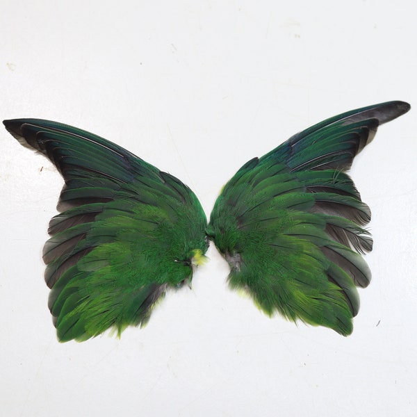 ailes d'inséparable à collier jaune véritable vert / taxidermie / peluche / oiseau tropical / curiosité / plumes aile perroquet perruche 2