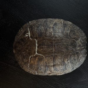 Könnte beinhalten: Nahaufnahme einer braunen Schildkrötenschale mit einer strukturierten Oberfläche.