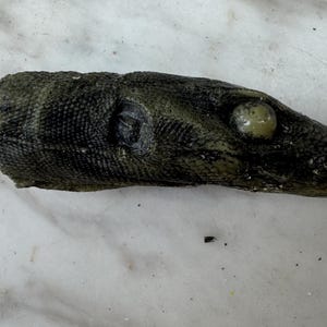 May include: A dark green, lizard-shaped decorative screw. The lizard head has a textured surface, a prominent eye, and a brass screw protruding from the base. The screw is designed for mounting or attaching the lizard head.