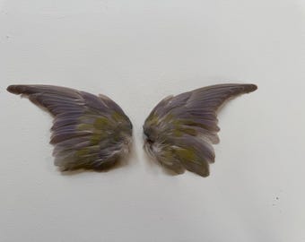 real blue green greish Rosy-faced lovebird  wings / taxidermy / stuffed / tropical bird / curiosity / feathers wing parrot parakeet