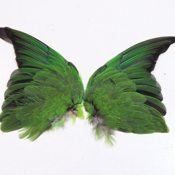 ailes d'inséparable à collier jaune véritable vert / taxidermie / peluche / oiseau tropical / curiosité / plumes aile perroquet perruche 1