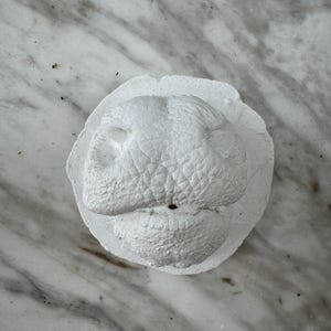 May include: A white, textured sculpture of a face, possibly a mask or bust, with prominent lips and a textured surface. The sculpture is set on a circular base, and the overall design is simple and minimalist.