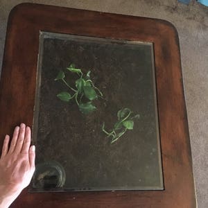 Op de afbeelding: Een donkerbruine houten salontafel met een glazen blad. Het glazen blad is helder en toont een kleine plant in een pot met groene bladeren die in de aarde groeien.