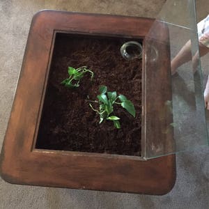 Op de afbeelding: Een houten salontafel met een glazen blad. De tafel heeft een ingebouwde plantenbak met aarde en twee groene planten.