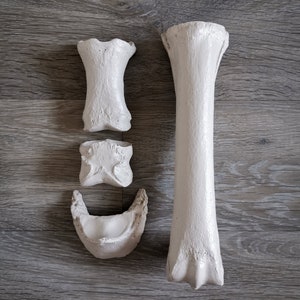 Model Horse Bones of the Lower Leg