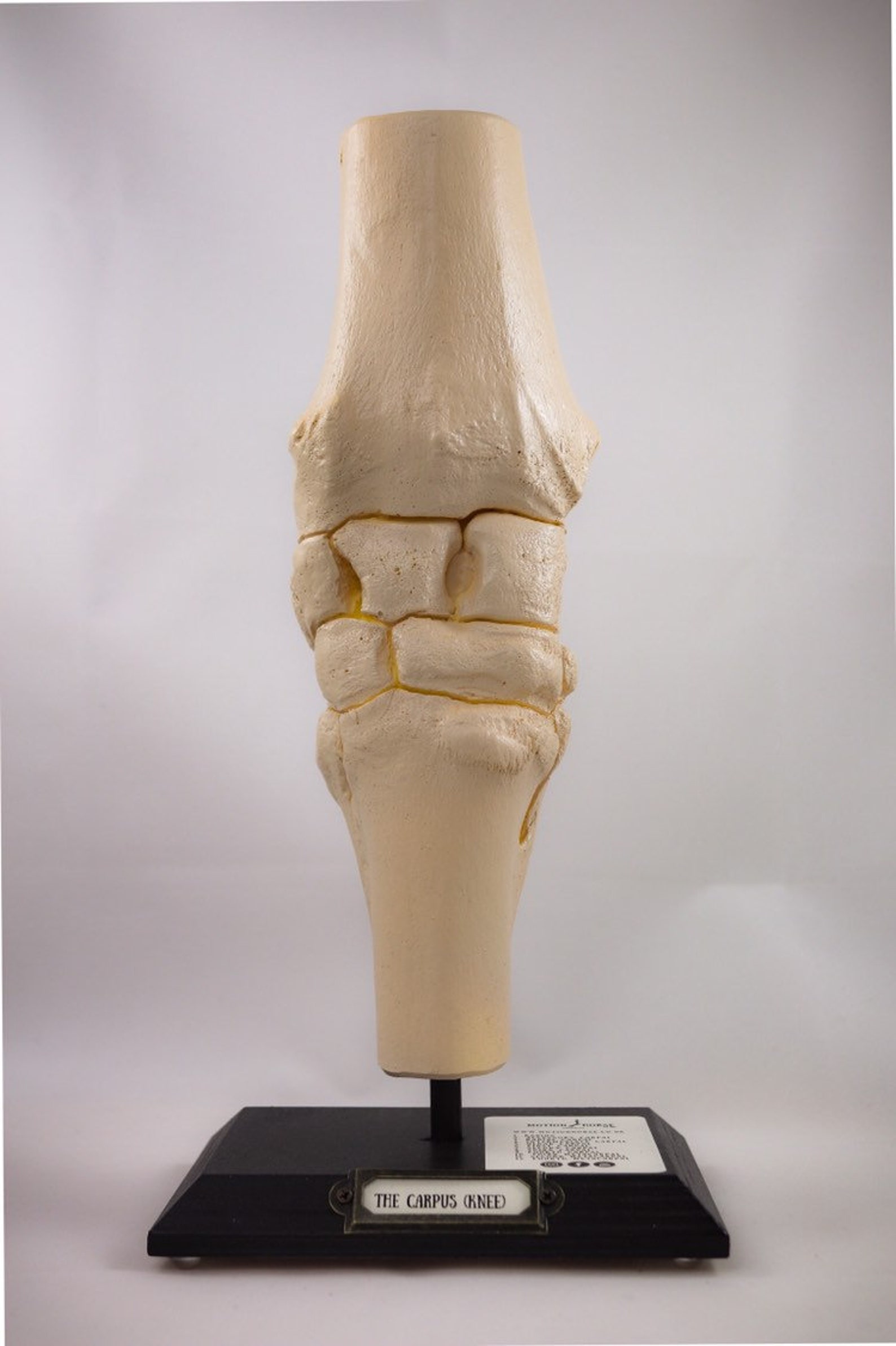 Horse Anatomy Anatomical Knee Joint Carpus Full Detailed Etsy