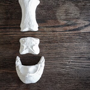 Peut inclure: Trois mod&egrave;les anatomiques d'os en pl&acirc;tre blanc, dispos&eacute;s verticalement sur une surface en bois fonc&eacute;.