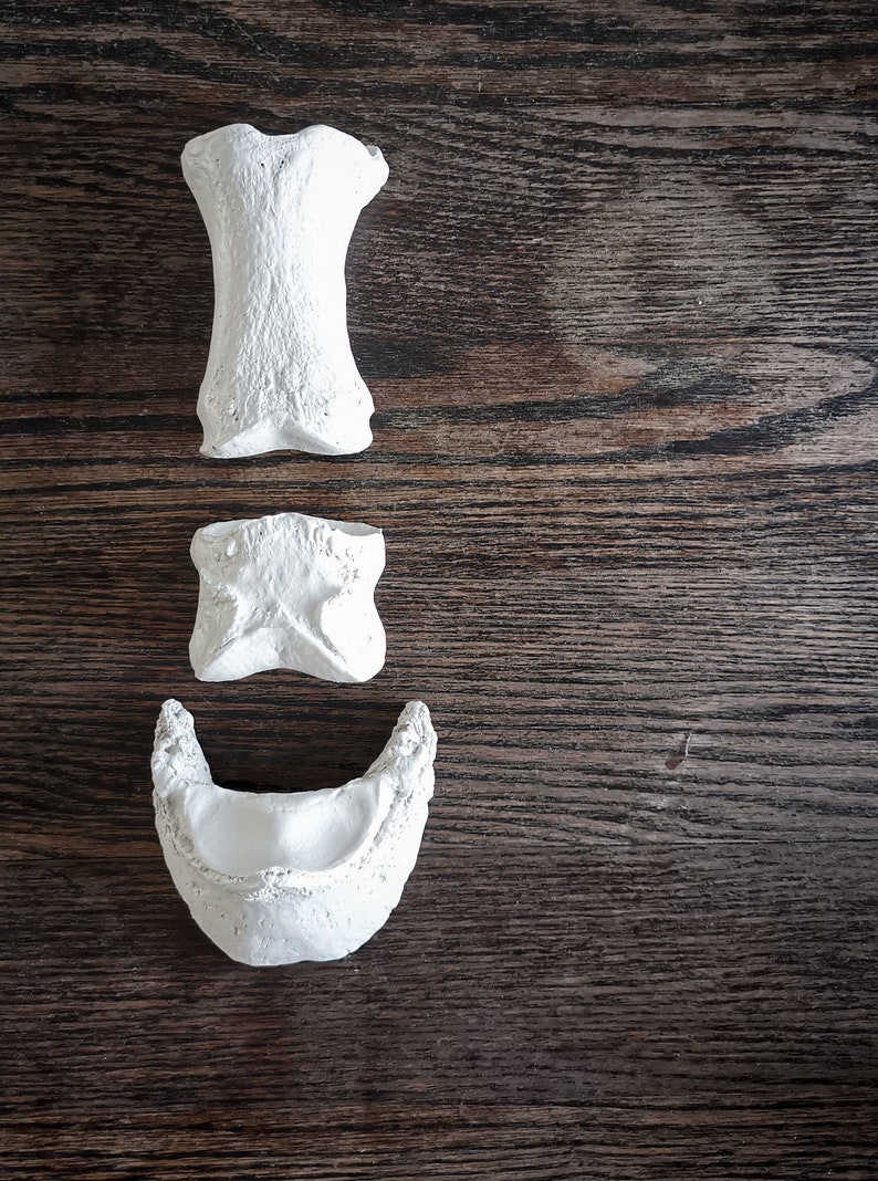 Peut inclure: Trois mod&egrave;les anatomiques d'os en pl&acirc;tre blanc, dispos&eacute;s verticalement sur une surface en bois fonc&eacute;.