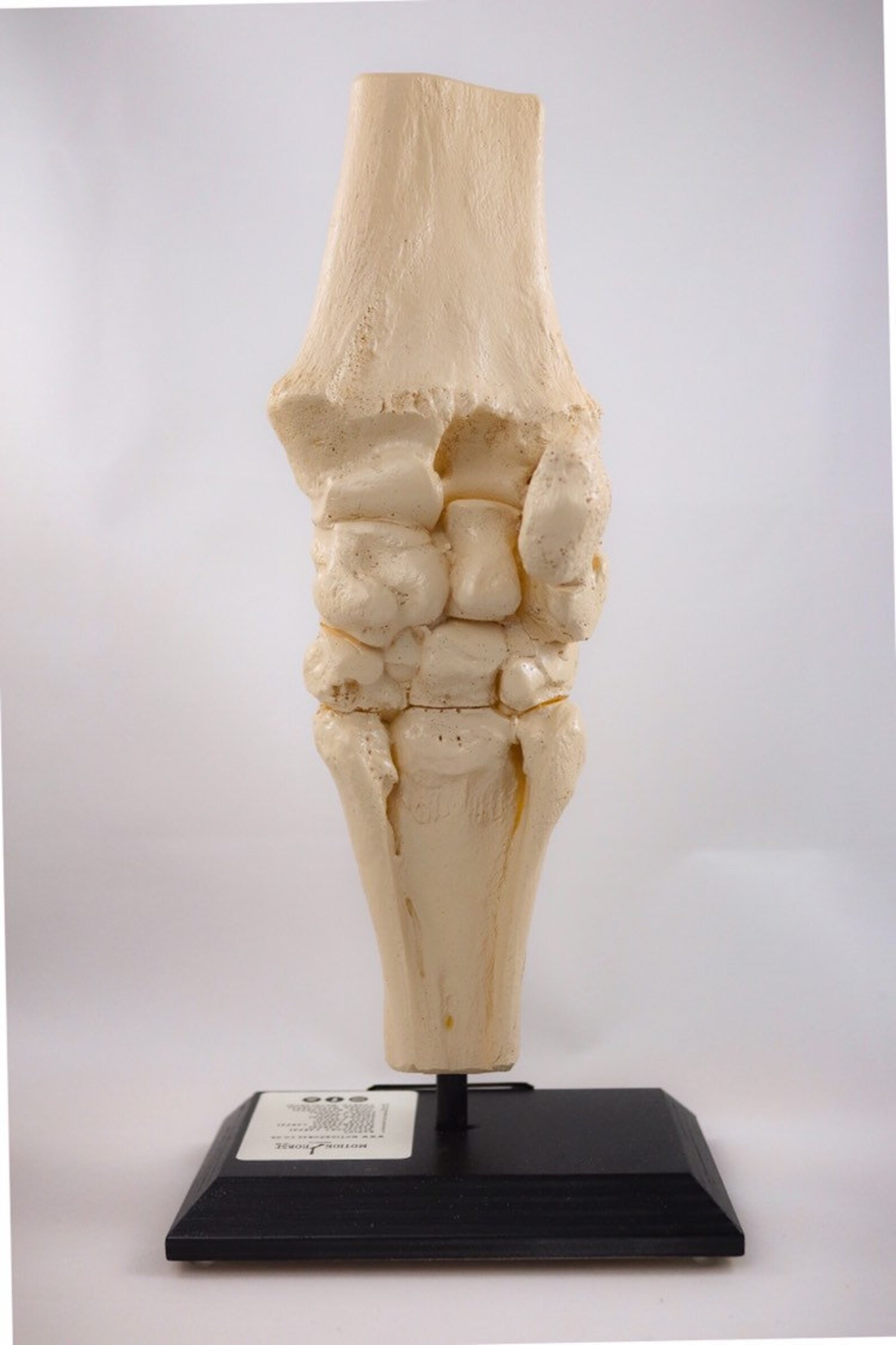 Horse Anatomy, Anatomical Knee Joint, Carpus Full Detailed Replica
