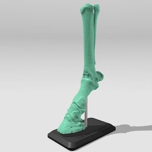 May include: A light green 3D printed model of a horse's lower leg and hoof, mounted on a black base.