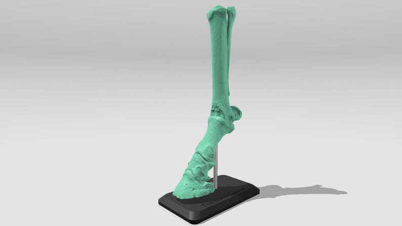 May include: A light green 3D printed model of a horse's lower leg and hoof, mounted on a black base.