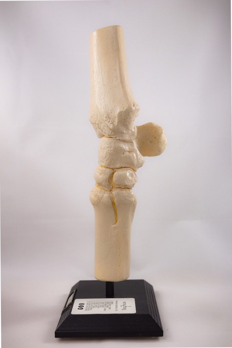 Horse Anatomy Anatomical Knee Joint Carpus Full Detailed Etsy
