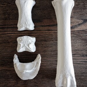 Peut inclure: Un ensemble de quatre os en pl&acirc;tre blanc, comprenant un os long et trois os plus petits. Les os sont dispos&eacute;s sur une surface en bois brun fonc&eacute;.