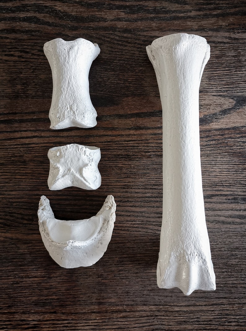 Peut inclure: Un ensemble de quatre os en pl&acirc;tre blanc, comprenant un os long et trois os plus petits. Les os sont dispos&eacute;s sur une surface en bois brun fonc&eacute;.