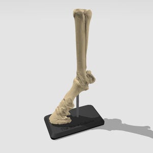 May include: A beige colored anatomical model of a human foot and lower leg bone on a black base with the text "The Bone Column".