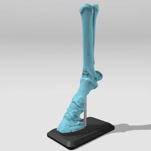 May include: A light blue anatomical model of a horse's lower leg and hoof, mounted on a black base.