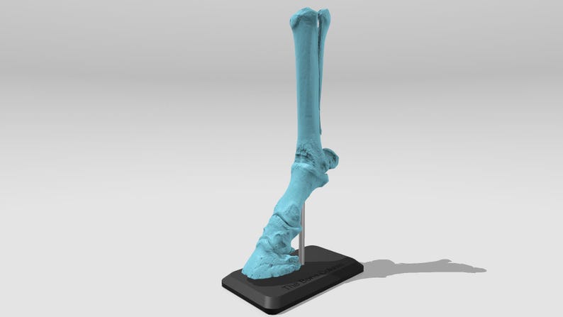 May include: A light blue anatomical model of a horse's lower leg and hoof, mounted on a black base.