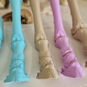 May include: Four painted bone models, one light blue, one beige, one light purple, and one white. The bones are arranged in a row on a white surface.