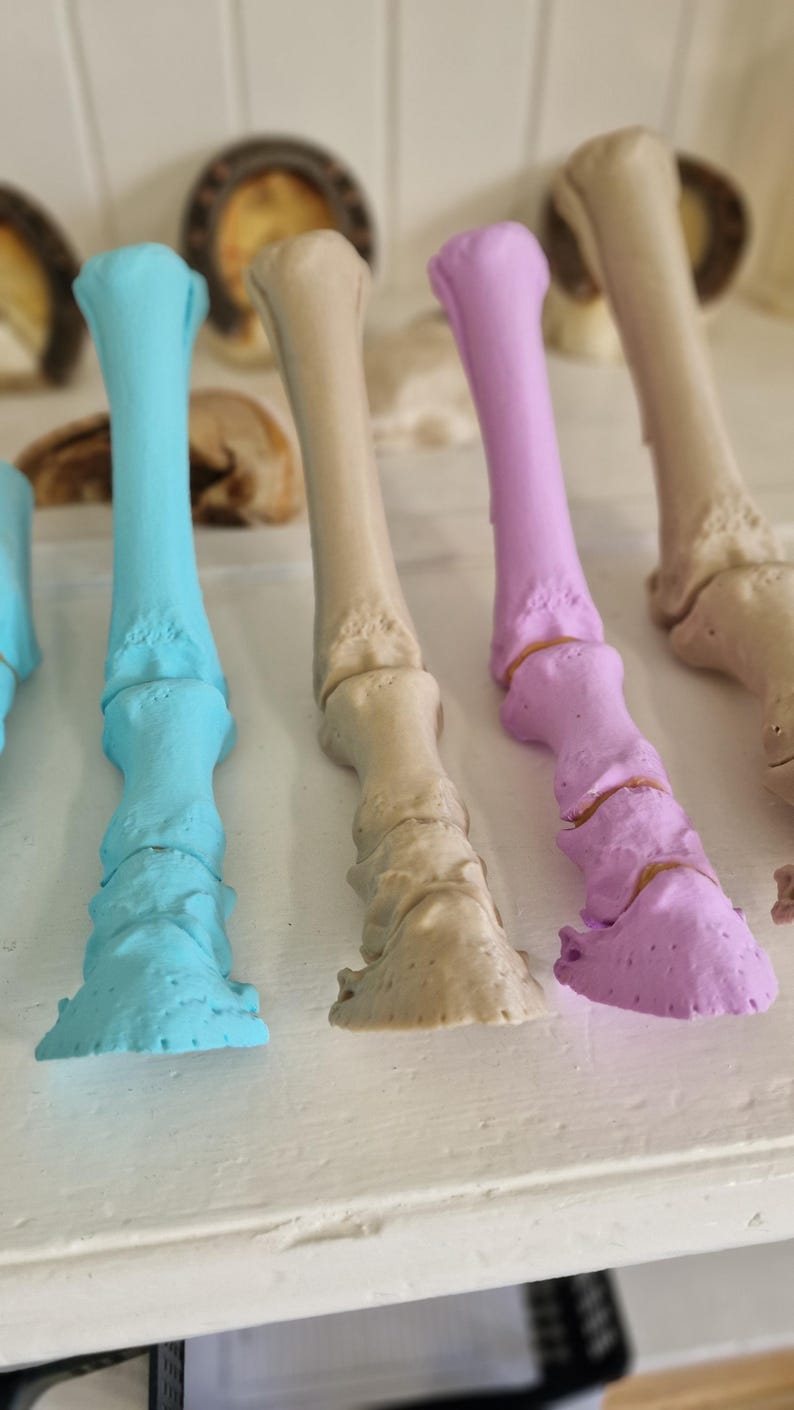 May include: Four painted bone models, one light blue, one beige, one light purple, and one white. The bones are arranged in a row on a white surface.
