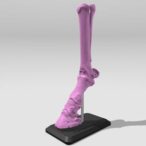 May include: A pink anatomical model of a horse's lower leg and hoof, mounted on a black base.