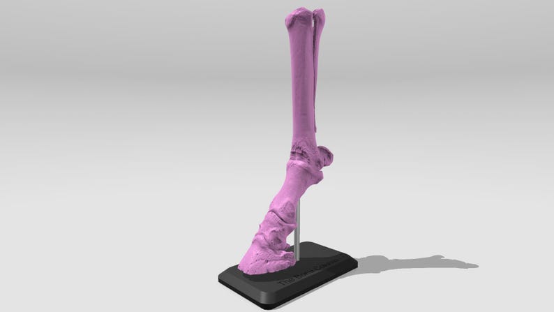 May include: A pink anatomical model of a horse's lower leg and hoof, mounted on a black base.
