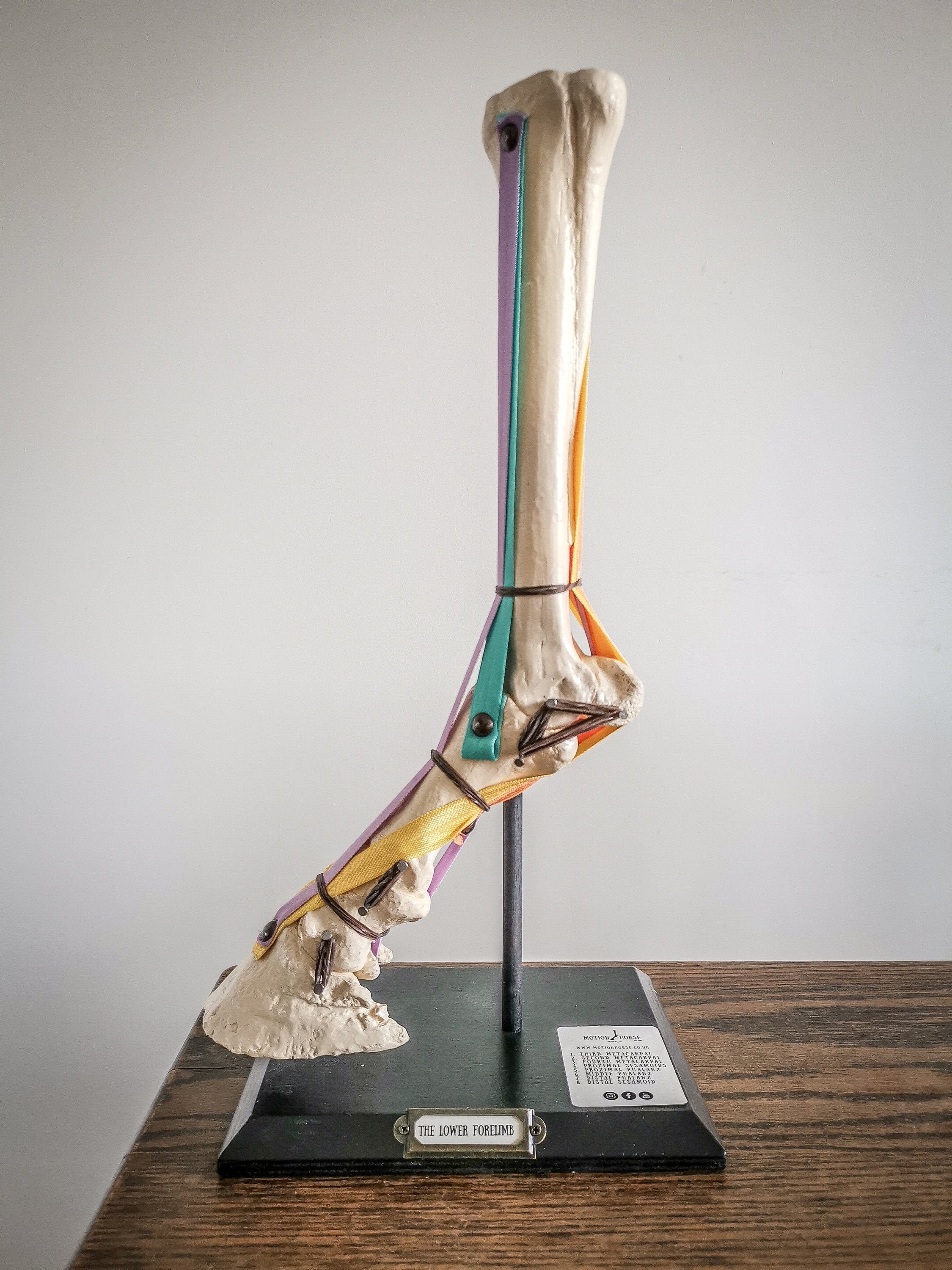 Lesmodel anatomie paard: pezen en ligamenten van de onderste ledematen